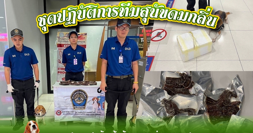 ชุดปฏิบัติการทีมสุนัขดมกลิ่น (DLD-Quarantine and Inspection Canine unit)