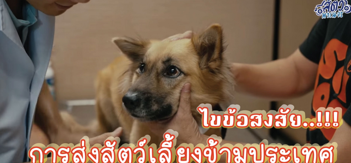  ไขข้อสงสัย !!! ขั้นตอนในการส่งสัตว์เลี้ยงของตัวเองข้ามประเทศ 