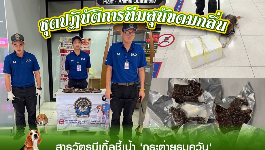 ชุดปฏิบัติการทีมสุนัขดมกลิ่น (DLD-Quarantine and Inspection Canine unit)