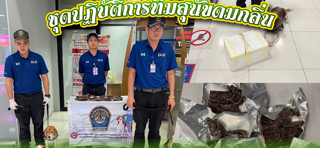 ชุดปฏิบัติการทีมสุนัขดมกลิ่น (DLD-Quarantine and Inspection Canine unit)