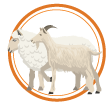 logo goat sheep